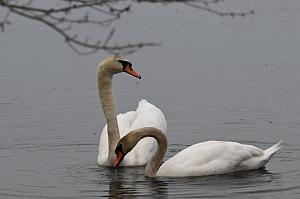 Swan, Mute, 2025-04196349 Westborough WMA, MA